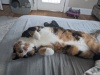 Calico cat lounging and showing off her belly